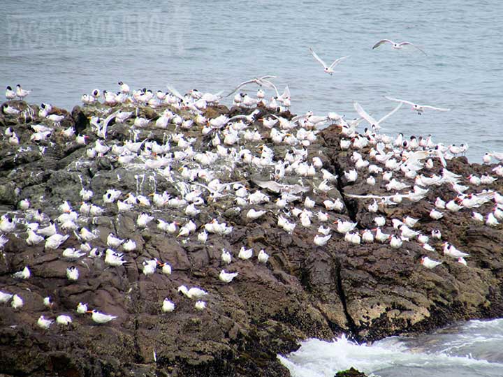 Formaciones rocosas cubiertas de aves