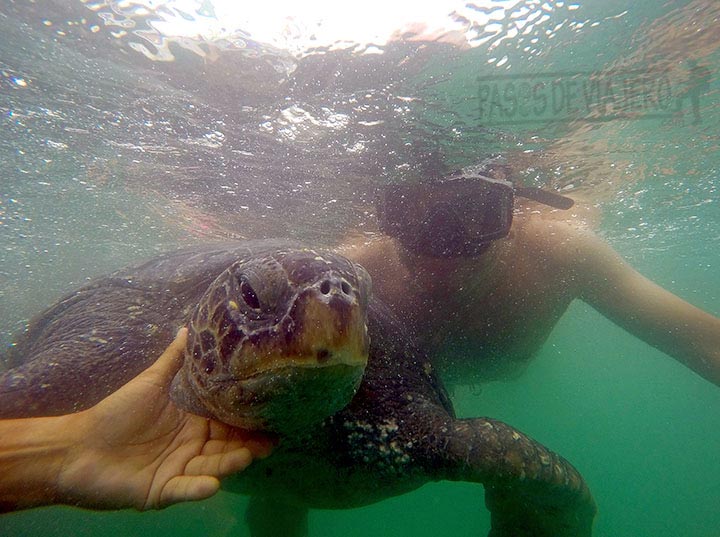 Nadando con tortugas en el Ñuro