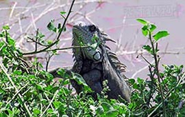 Iguana de la albúfera