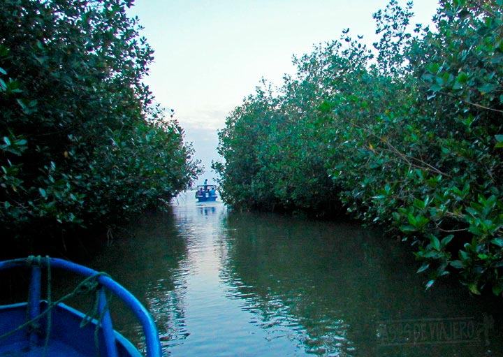 Navegando entre los manglares