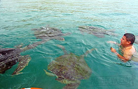 Nadando con tortugas en el Ñuro