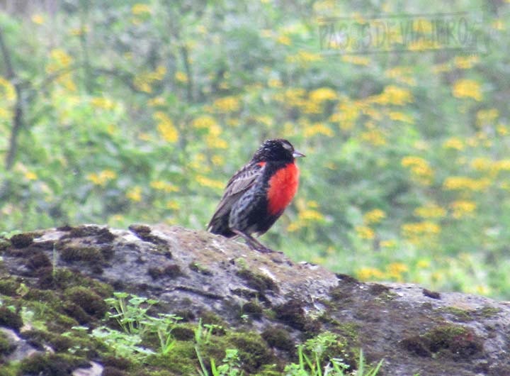 Fauna en Lomas de Lucumo
