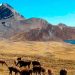 La cordillera de la viuda