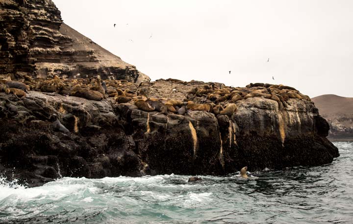 Lobos marinos en la Isla Chuncho