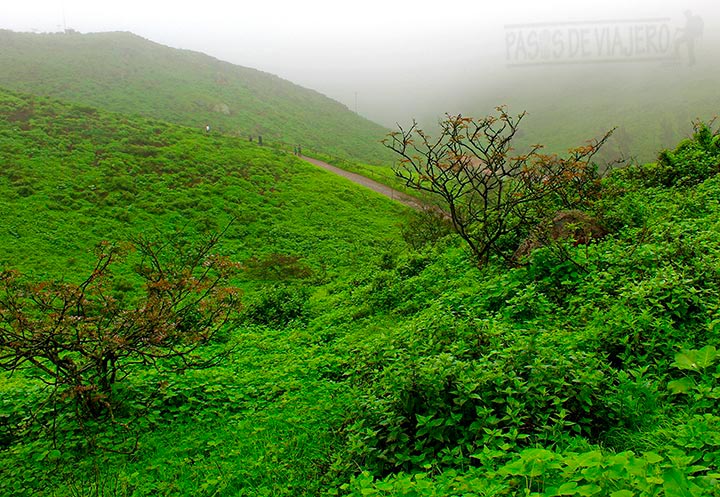 Lomas de Lachay