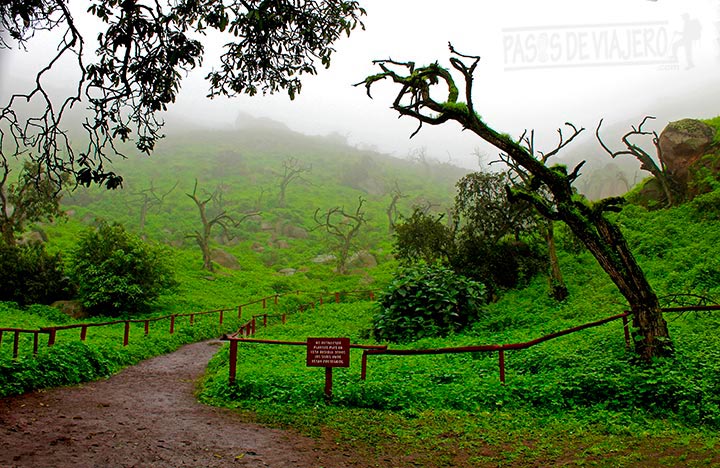 Sendero de uno de los circuitos en las Lomas de Lachay