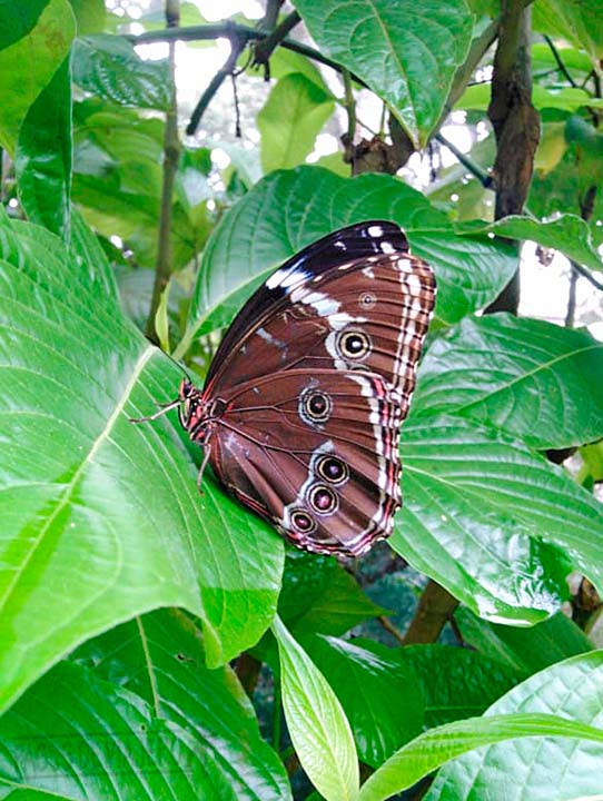 Mariposario de Tambopata