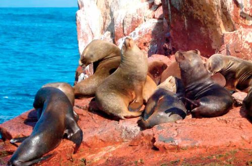 Reserva Nacional de Paracas