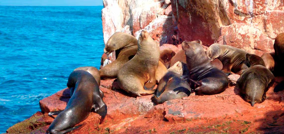 Reserva Nacional de Paracas