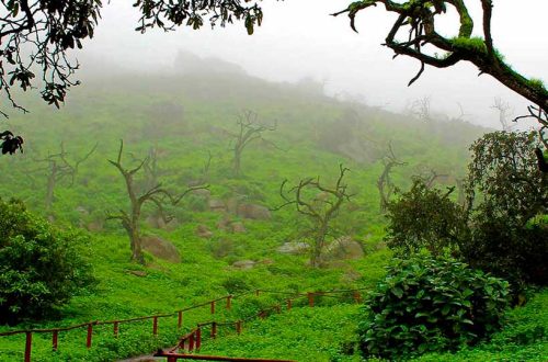 Lomas de Lachay